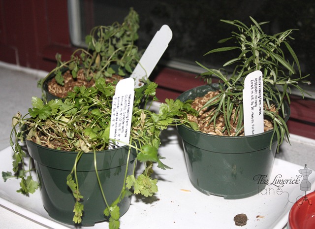 Herb Garden Herb Garden