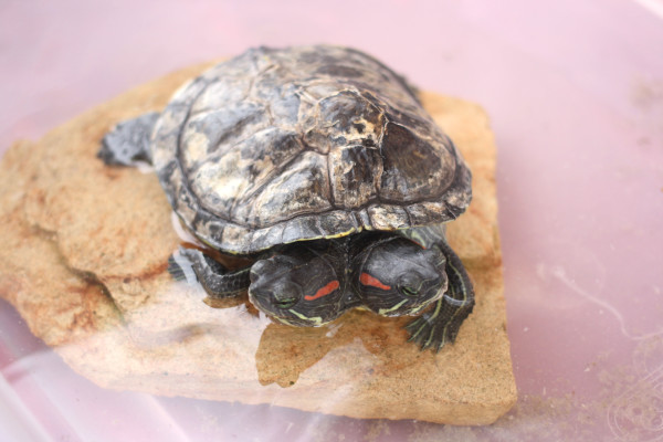 limericklane-in-la-9