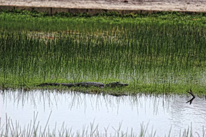 crocodile-in-belize