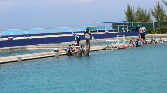 dolphins-grand-cayman-island