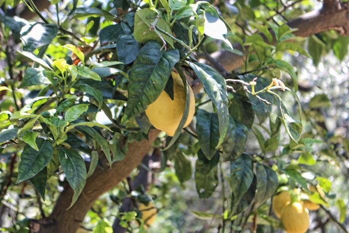 Sorrento, Lemons